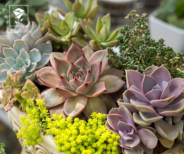 ساکولنت‌ها و کاکتوس‌ها