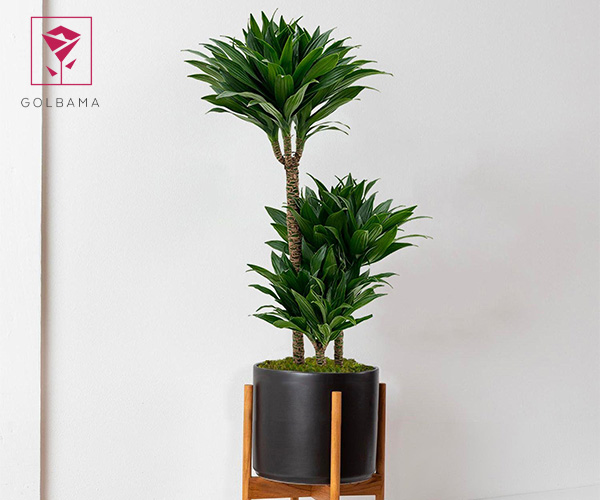 دراسنا کامپکت 