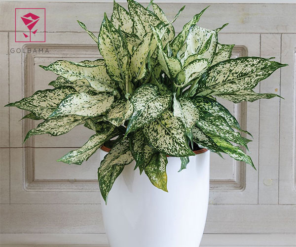 آگلونما گل آپارتمانی مقاوم به سرما