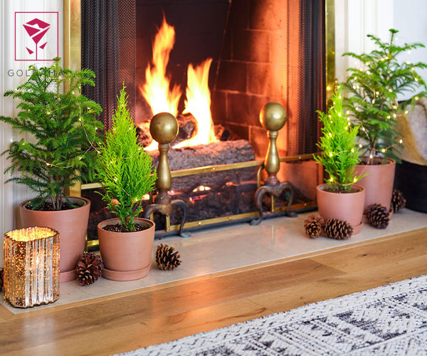 ۱۰. درخت دراسنا