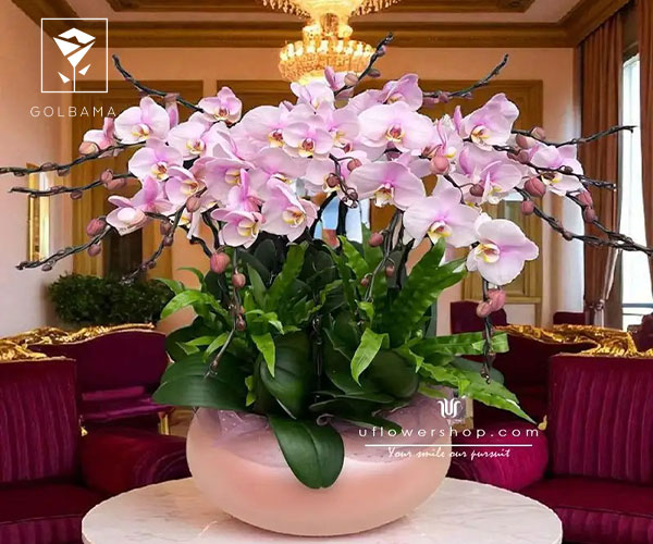 ارکیده گل متولدین بهمن ماه