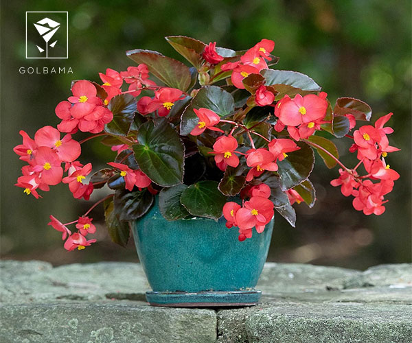 گیاه بگونیا گل بهمن ماه
