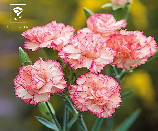 میخک گل ماه بهمن