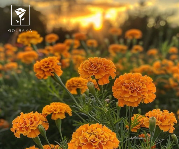 گل همیشه بهار گل ماه تولد بهمن ماه