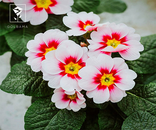 گل پامچال گل ماه تولد بهمن ماه