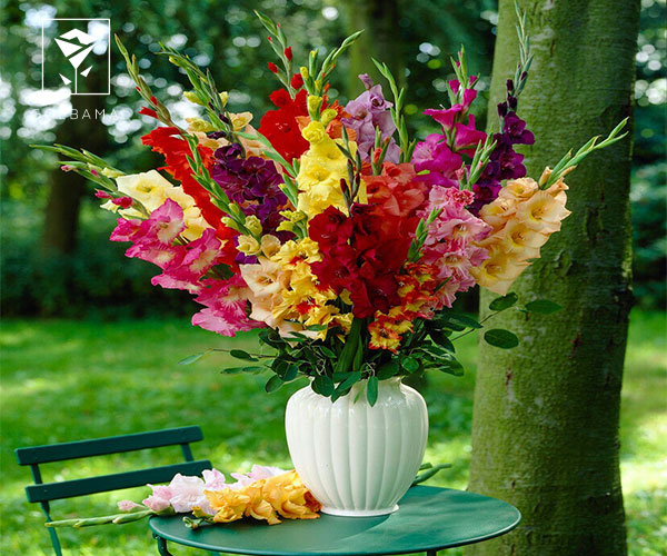 گلایول گل متولدین بهمن ماه