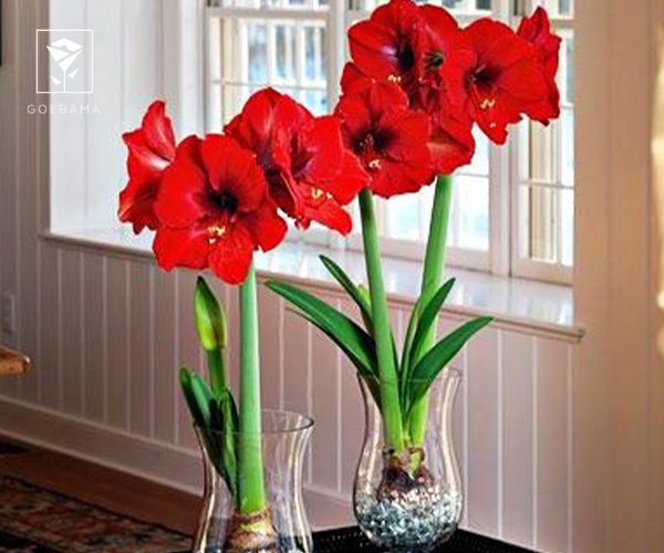 1. گل آماریلیس (گل نسرین) از گل های کریسمس