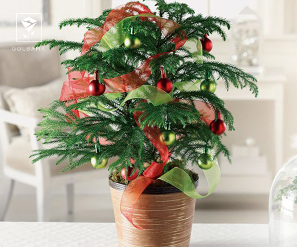 10. کاج مطبق از گیاهان مناسب کریسمس