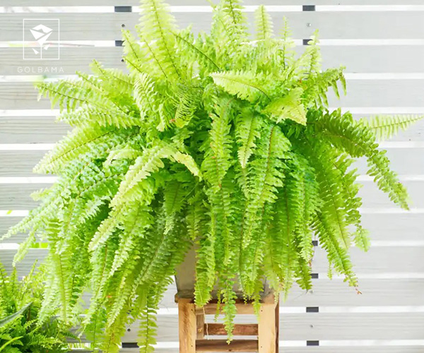 11. انواع سرخس از گل های کریسمس