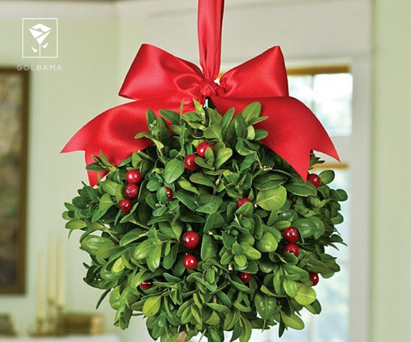 12. دارواش آمریکایی از گیاهان مخصوص کریسمس