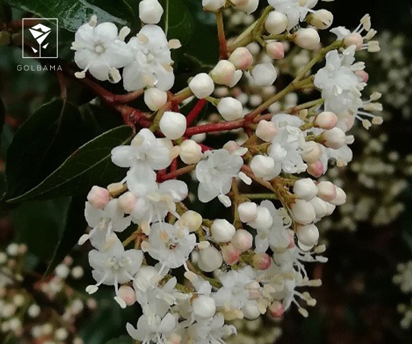 13. بودنانت ویبرنوم