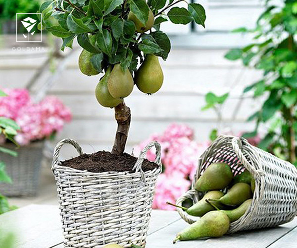 14. گلابی باسک