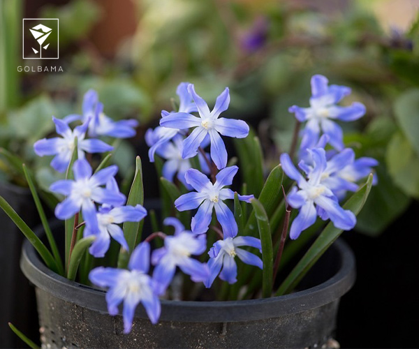 16. گیاه شکوه برف از گل های کریسمس