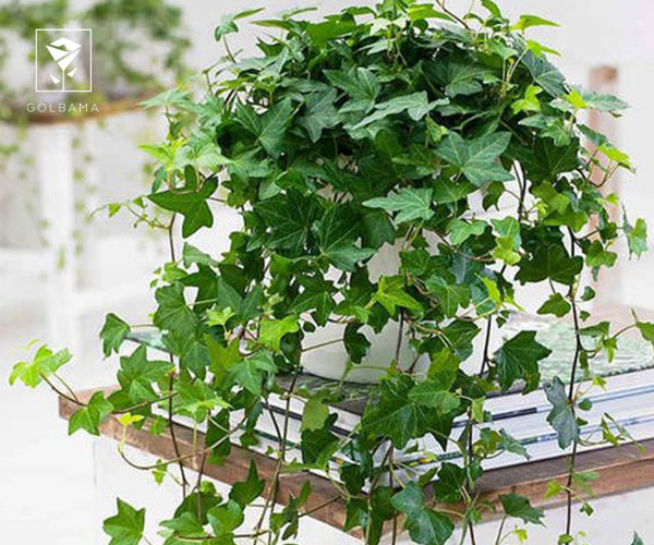 17. پیچک انگلیسی از گیاهان مخصوص کریسمس