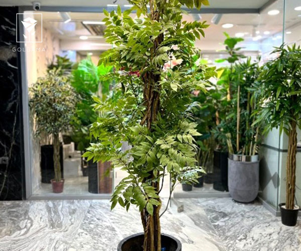 18. ارس یا سرو کوهی گیاهان مناسب کریسمس