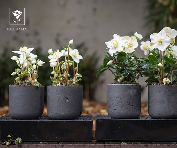 19. رز نوئل از گل های کریسمس