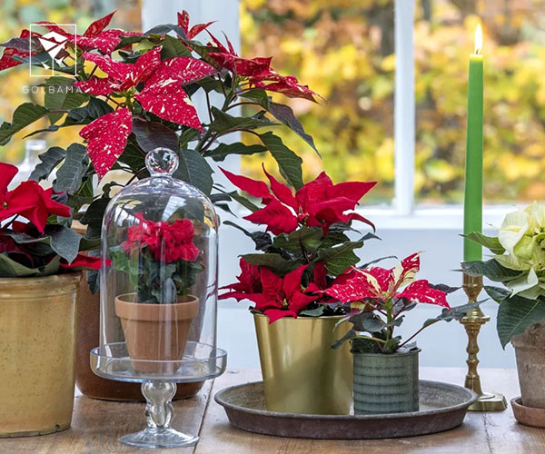 2. بنت قنسول یا کاکتوس کریسمس از گیاهان مخصوص کریسمس