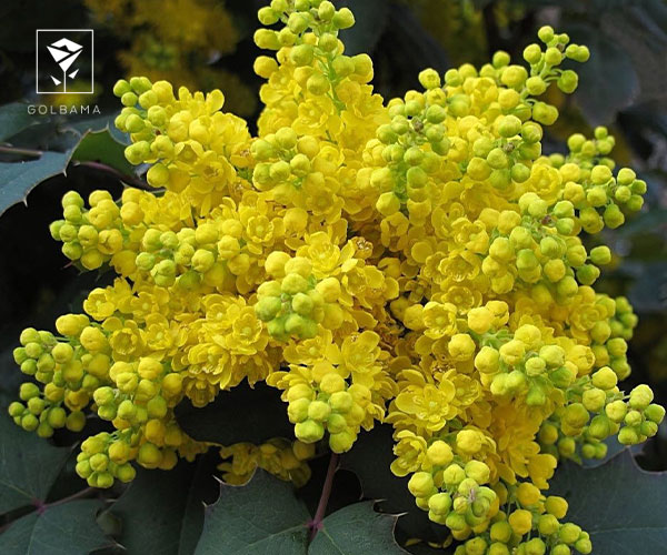 20. ماهونیا گیاه مخصوص کریسمس