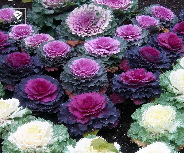 21. کاهو و کلم زینتی