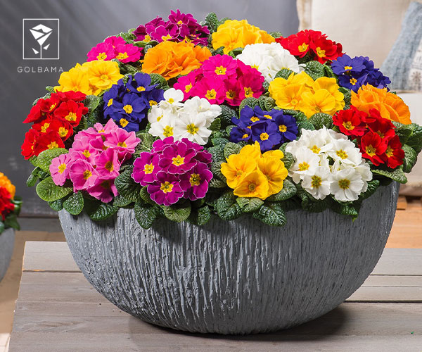 23 پامچال زینتی از گل های کریسمس