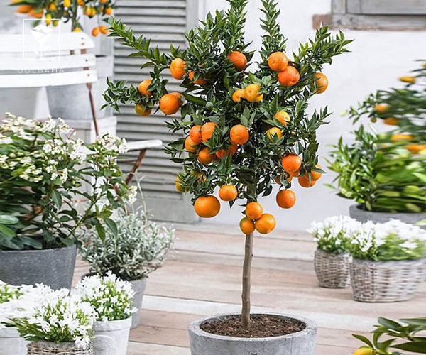 24. پرتقال والنسیا از گیاهان مخصوص کریسمس