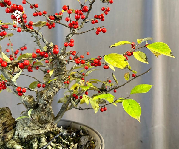 25. وینتر بری