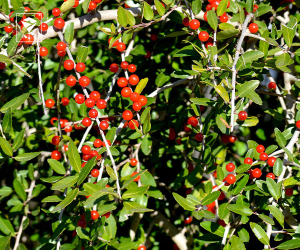 27. یاوپون هولی از گل های کریسمس