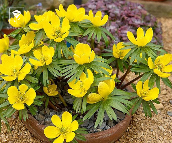 29. آرانتیس گیاه مخصوص کریسمس