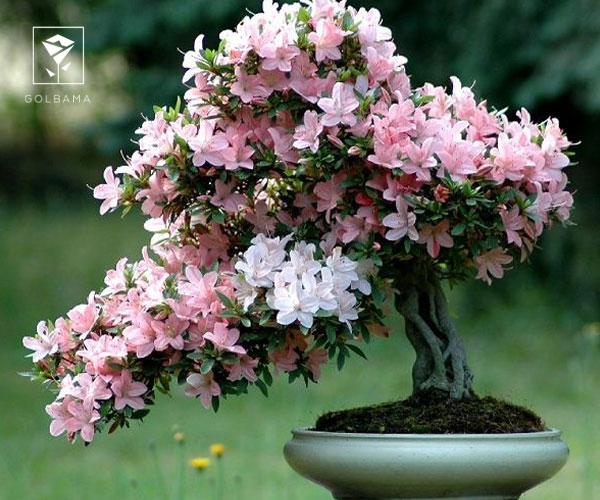 3. آزالیا از گل های کریسمس