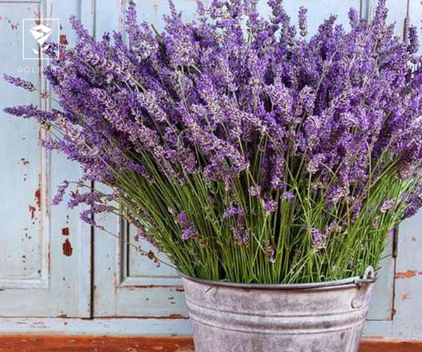 31. اسطوخودوس