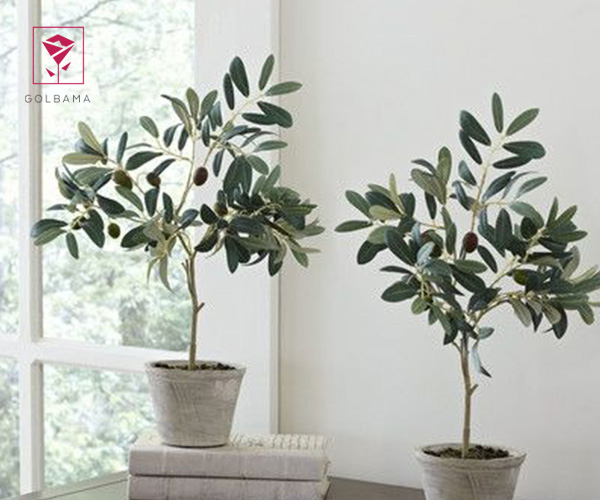 32. درخت زیتون گیاهان مناسب کریسمس