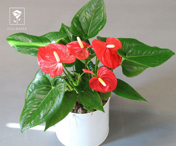 33. آنتوریوم