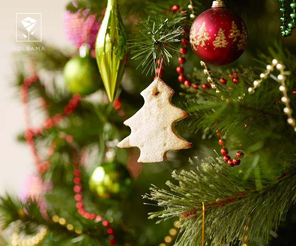 سوالات متداول در خصوص گل های کریسمس