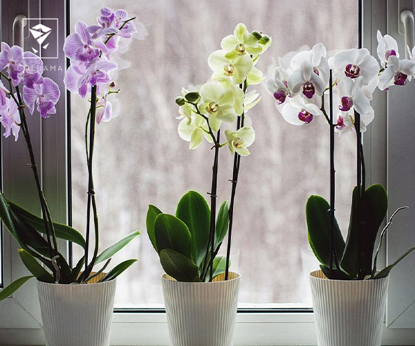 4. گل ارکیده سیمبیدیوم