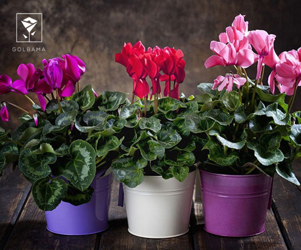 6. سیکلامن یکی از گیاهان مناسب کریسمس