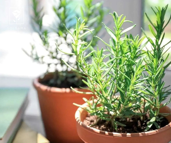 7. رزماری از گل های کریسمس