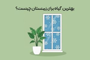 گیاه آپارتمانی مناسب فصل زمستان: مقاوم‌ترین گیاهان برای هوای سرد + شرایط نگهداری
