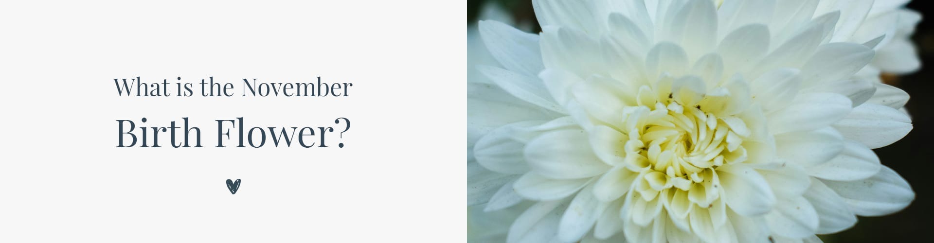 گل ماه تولد آبان چیست؟