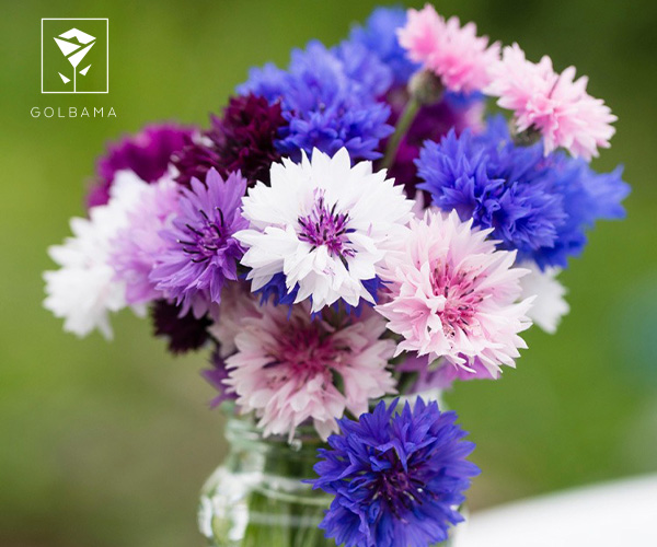 مینای چمنی مناسب تبریک روز مرد با گل