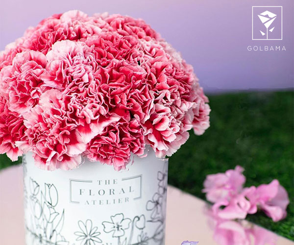 میخک گل مناسب روز پدر