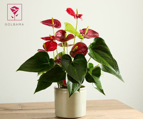 آنتوریوم از بهترین گل های مناسب روز پدر