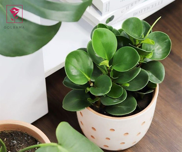 گل قاشقی گیاه مناسب حمام و دستشویی