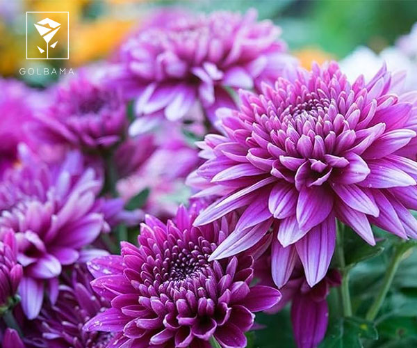 گل داوودی گل مناسب روز مرد