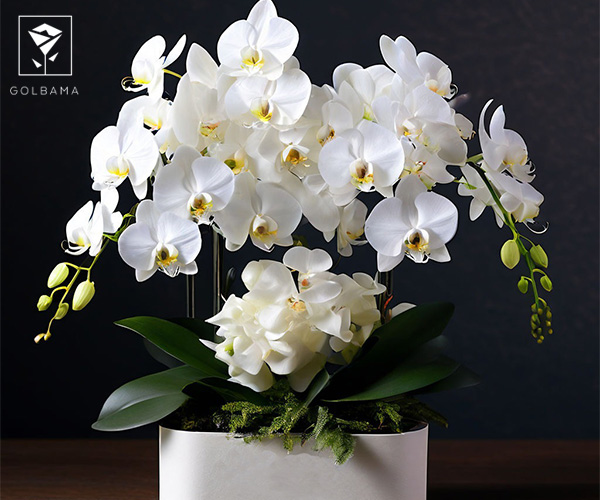 گل ارکیده بهترین گل برای هدیه روز پدر