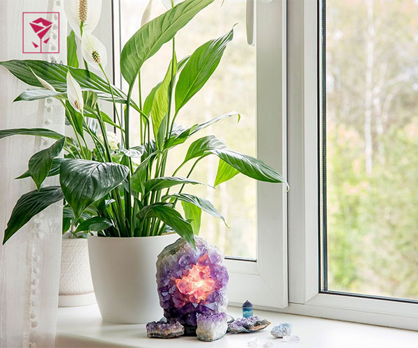 اسپاتی فیلوم یا لیلی صلح بهترین گیاه مناسب حمام و دستشویی