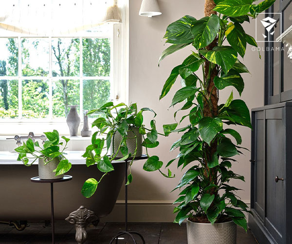 فیکوس از گیاهان مناسب سرویس بهداشتی و حمام