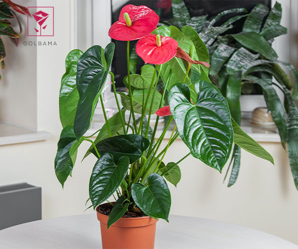 آنتوریوم گیاه مناسب دستشویی تاریک