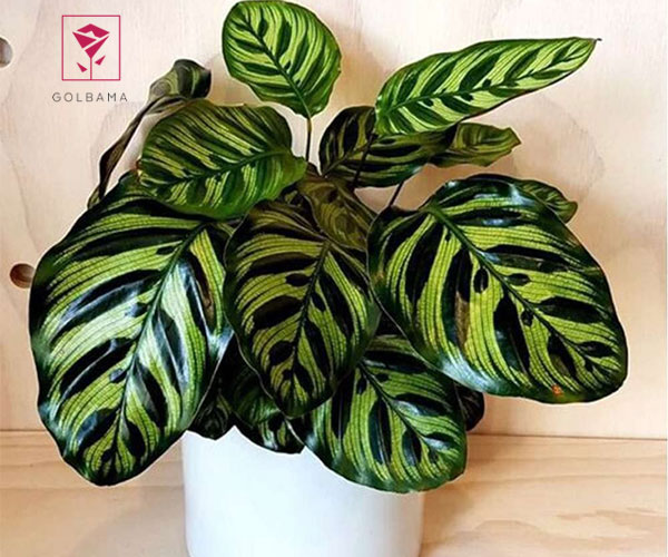 کالاتیا ماکویانا از گیاهان مناسب برای حمام و سرویس بهداشتی