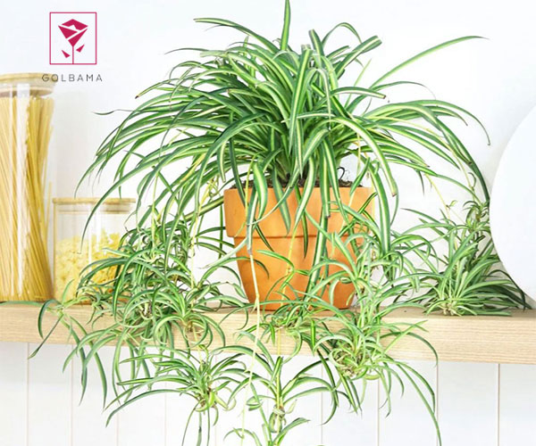 گیاه عنکبوتی از گیاهان مناسب سرویس بهداشتی و حمام