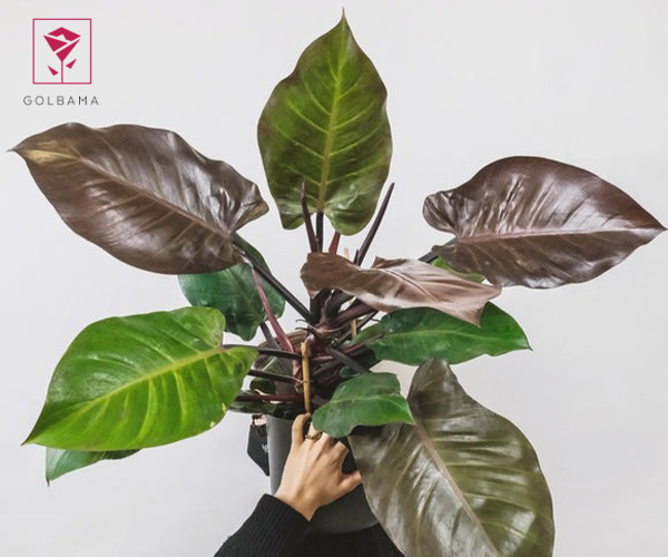 فیلودندرون گیاه مناسب دستشویی تاریک